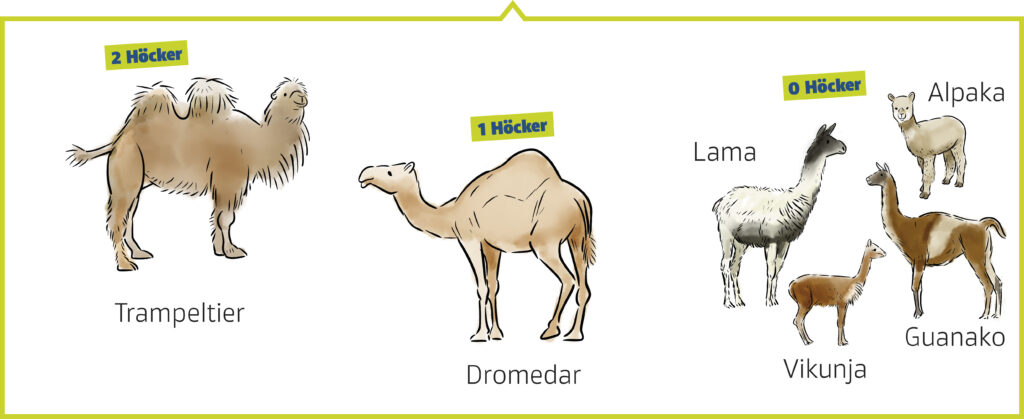 Kamele